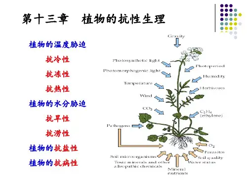 植物的抗性生理