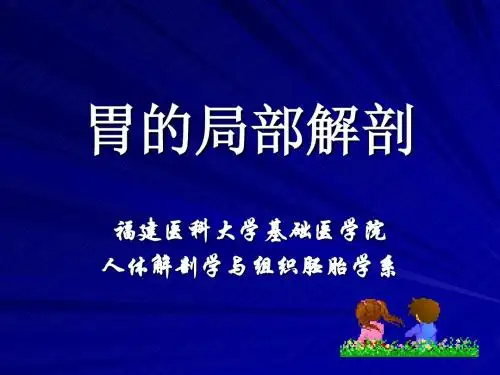 局部解剖学--胃的局解