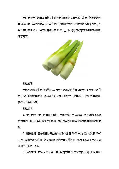 茭白种植技术和时间