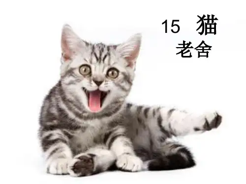 第15课     猫PPT课件