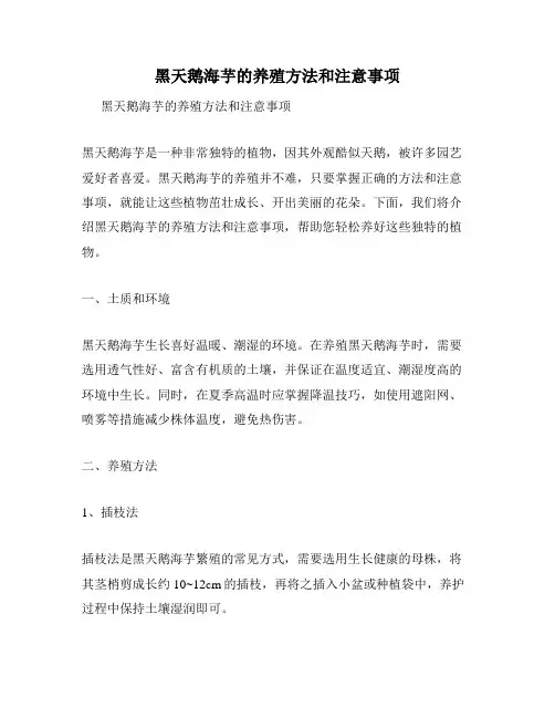 黑天鹅海芋的养殖方法和注意事项
