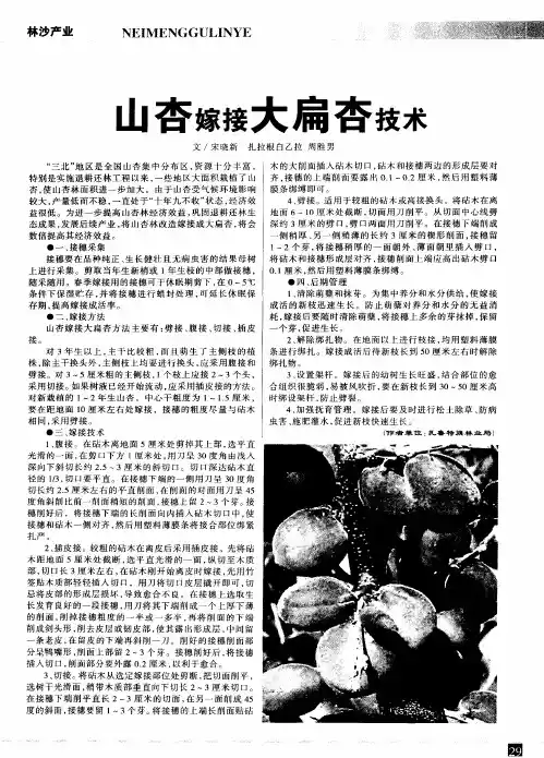 山杏嫁接大扁杏技术