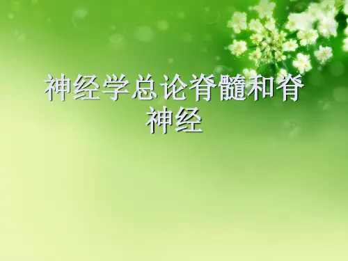 神经学总论脊髓和脊神经优秀课件