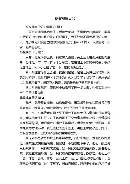 蚂蚁观察日记