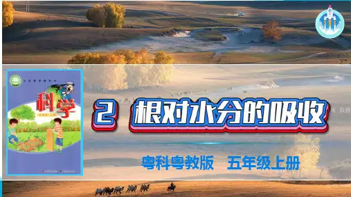 粤科粤教版科学五年级上册课件2根对水分的吸收