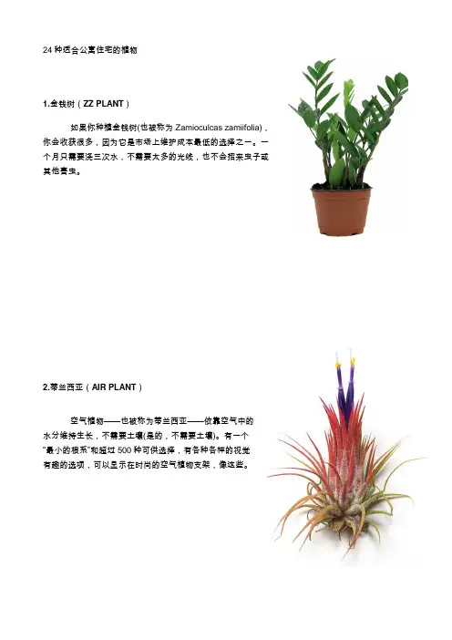 24种适合公寓住宅的植物