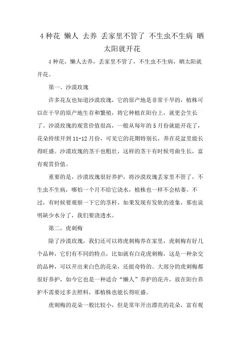 4种花 懒人 去养 丢家里不管了 不生虫不生病 晒太阳就开花