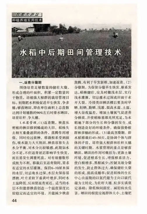 水稻中后期田间管理技术
