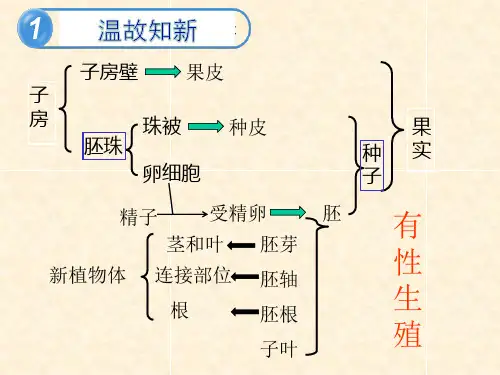 第七单元第一章生物的生殖和发育第一节植物的生殖课件(人教版生物)