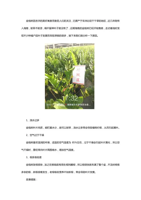 金钱树黄叶原因和改善措施