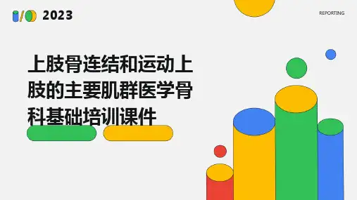 上肢骨连结和运动上肢的主要肌群医学骨科基础培训课件