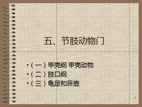 节肢动物门PPT课件