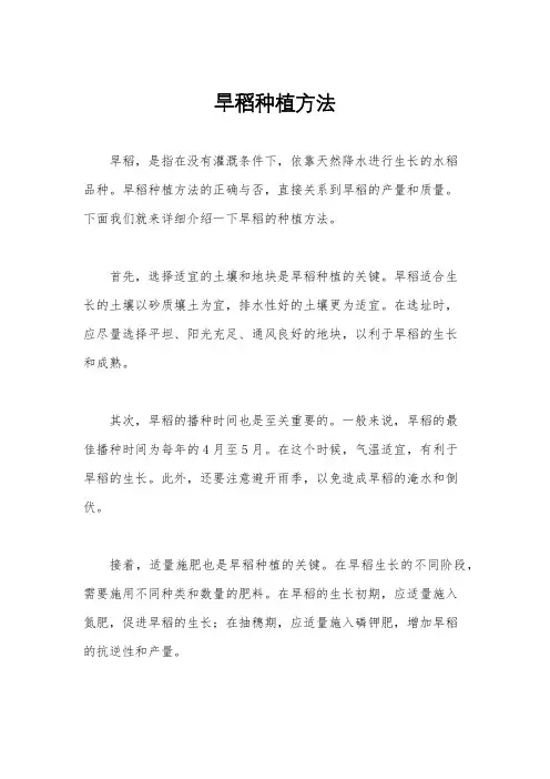旱稻种植方法