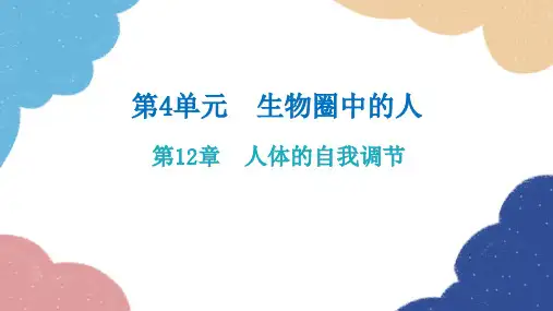 北师大版生物七年级下册第12章人体的自我调节重点图解课件共14张PPT