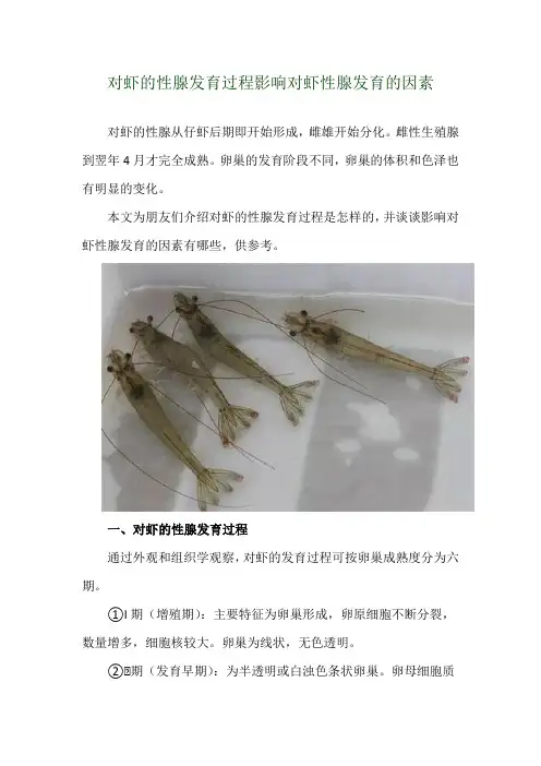 对虾的性腺发育过程 影响对虾性腺发育的因素