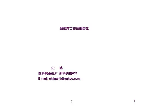 细胞凋亡和细胞自噬ppt课件