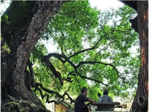 宋庆龄故居的樟树课件