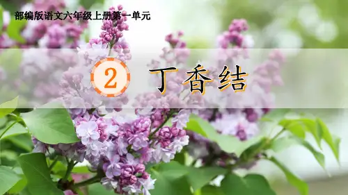 部编版六年级语文上册2《丁香结》第二课时课件(共21张PPT)