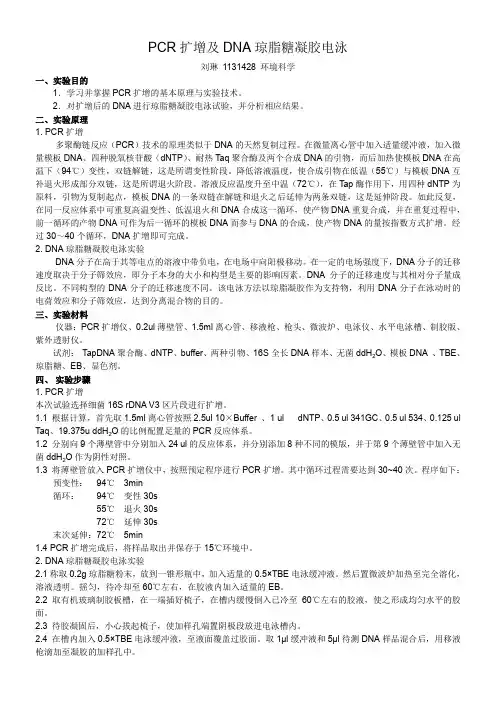 DNA提取及PCR扩增实验报告
