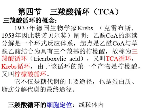 2019年三羧酸循环(TCA).ppt