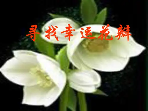 五级上册语文《寻找幸运花瓣》教案(共24张PPT)