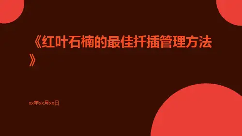 红叶石楠的最佳扦插管理方法