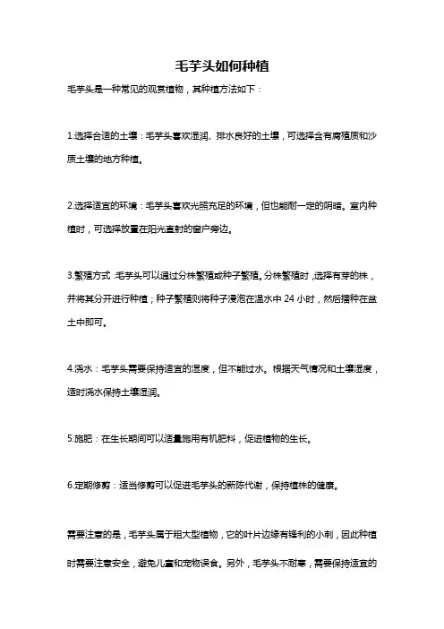 毛芋头如何种植