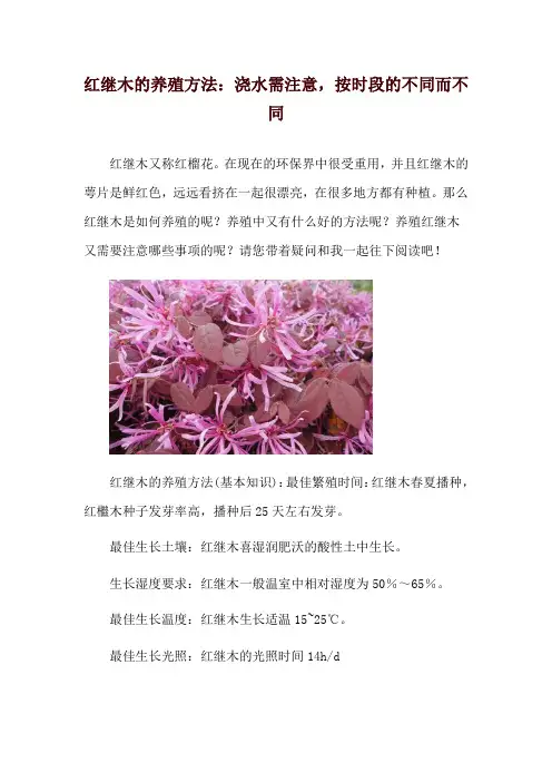 红继木的养殖方法：浇水需注意,按时段的不同而不同