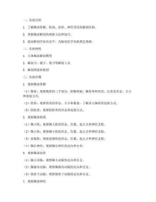 局部解剖胸部实验报告