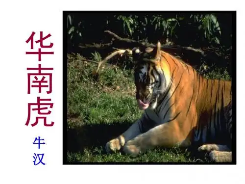 《华南虎》ppt