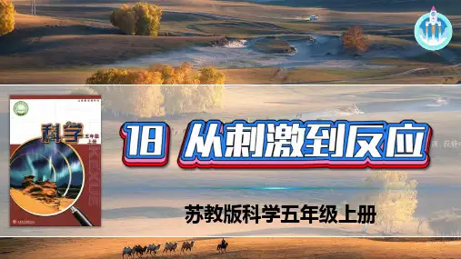 苏教版科学五年级上册  18 从刺激到反应 课件(共50张PPT)