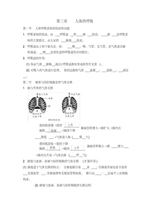 【知识点总结】第三章人体的呼吸知识点