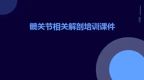 髋关节相关解剖培训课件