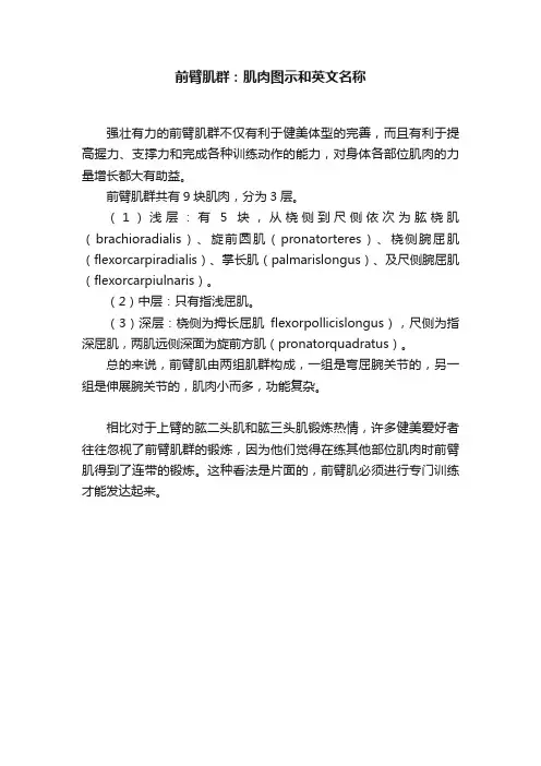 前臂肌群：肌肉图示和英文名称