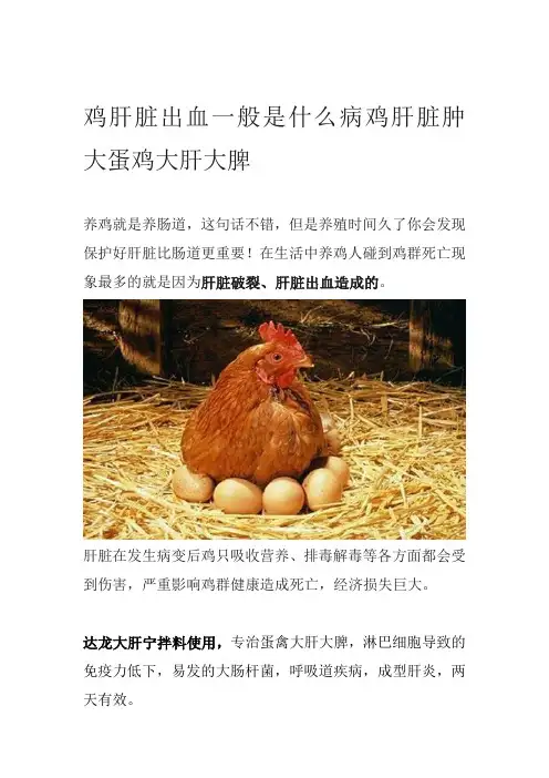 鸡肝脏出血一般是什么病鸡肝脏肿大蛋鸡大肝大脾