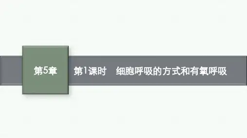 人教版高中生物学必修1课件 第5章 细胞的能量供应和利用 第3节 第1课时 细胞呼吸的方式和有氧呼吸