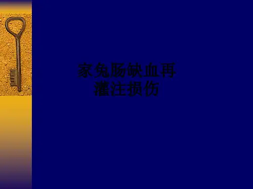 家兔肠缺血再灌注损伤ppt课件