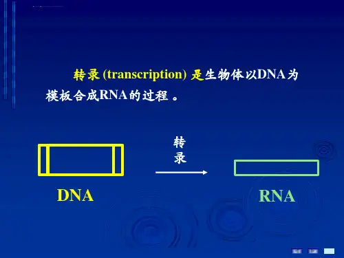 RNA的生物合成ppt课件