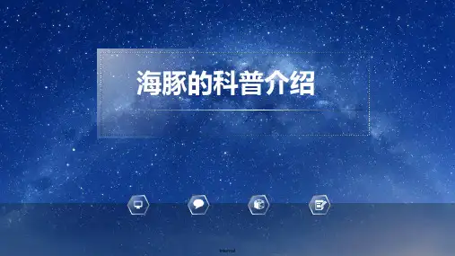 海豚的科普介绍