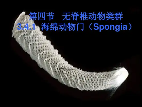 普通动物学刘凌云-3-41海绵动物门