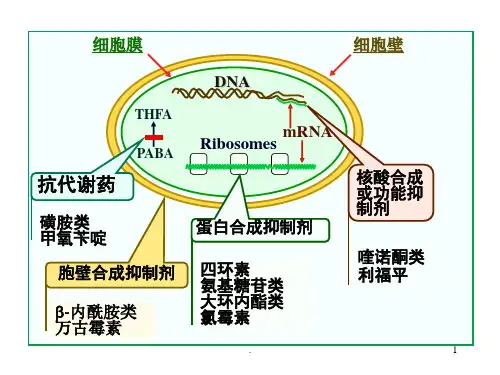 蛋白合成抑制剂PPT课件