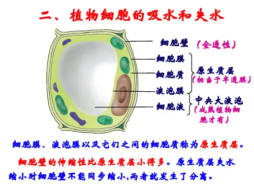 高中生物第一轮复习-第四章第一节 第二课时
