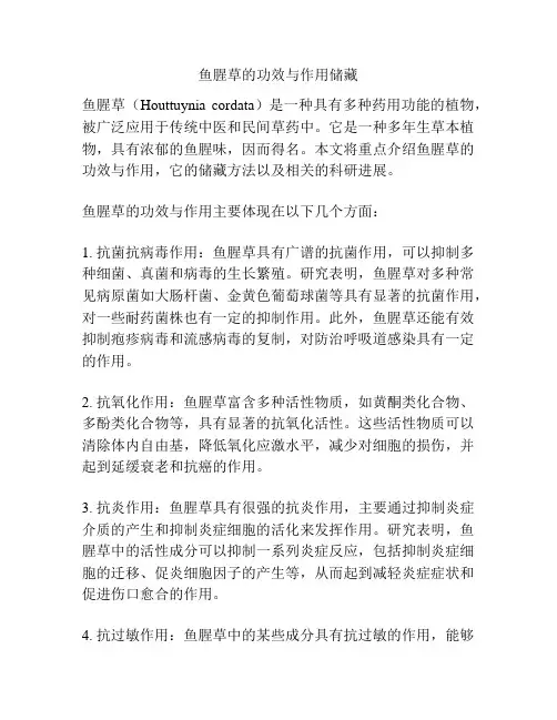 鱼腥草的功效与作用储藏