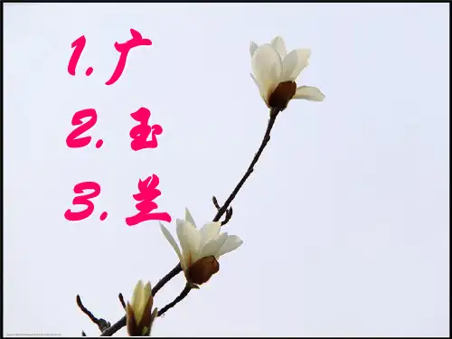 广玉兰PPT课件