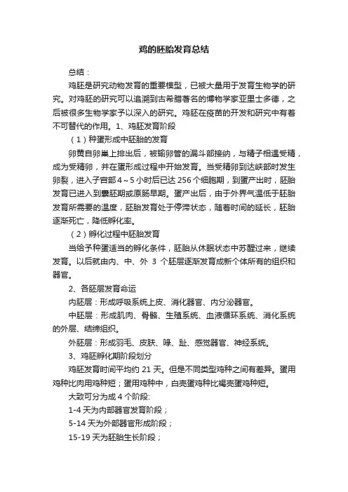 鸡的胚胎发育总结
