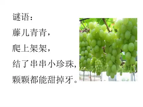 公开课《葡萄沟》PPT课件