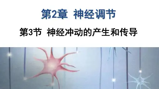 神经冲动的产生和传导(第一课时)课件-高二上学期生物人教版(2019)选择性必修1