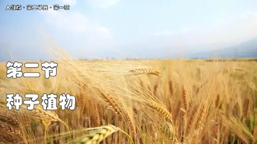 2.1.2种子植物课件 (共24张PPT)2024-2025学年生物人教版七年级上册