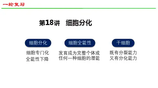 2025届高三生物一轮深度复习课件34：细胞分化(共28张PPT)