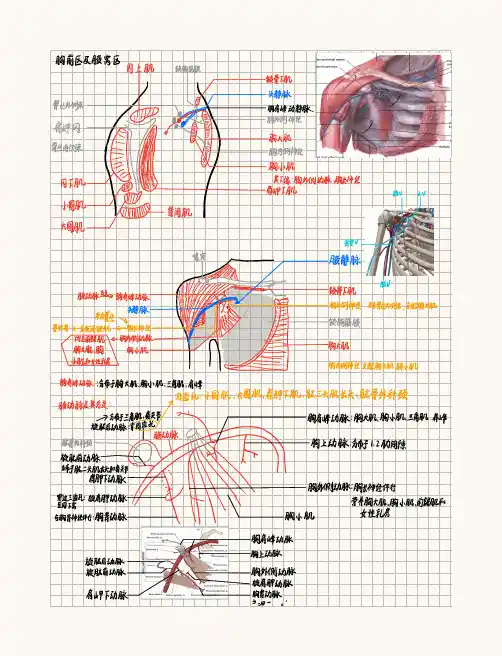 局部解剖学：腋窝及胸前区、小腿前外侧区、股前内侧区